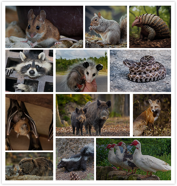 we provide opossum removal service, rat removal service, mice removal service, coyote removal service, bobcat removal service, duck removal service, wildlife removal service, squirrel removal, raccoon removal, fox removal