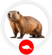 Beaver Removal