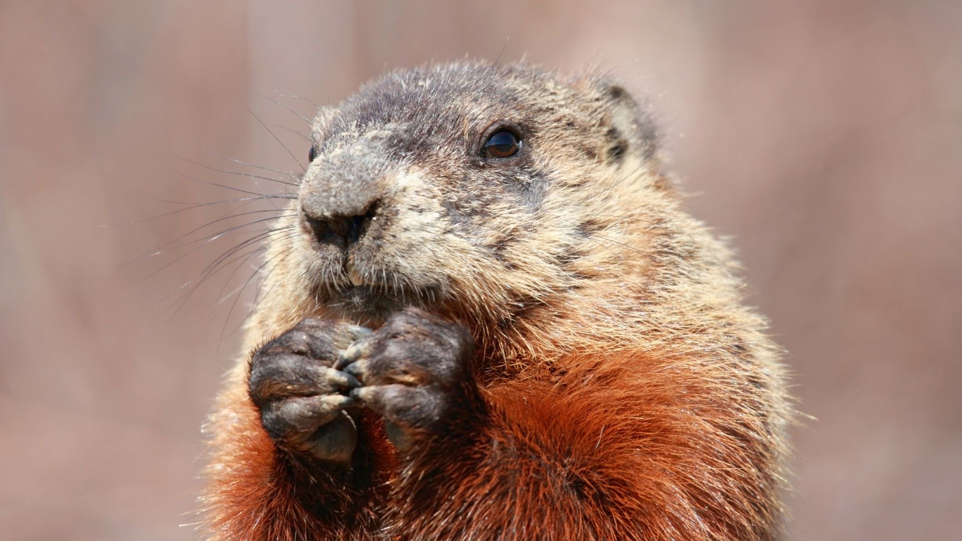 Wildlife Control Fairview TX