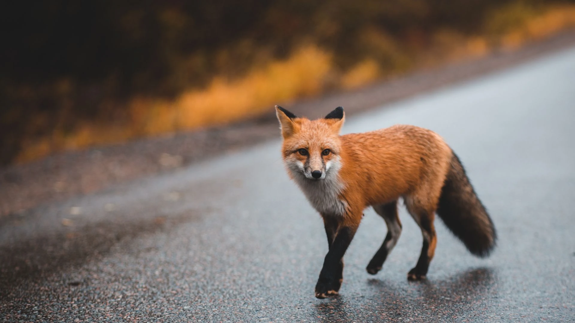 Wildlife Removal Irving TX