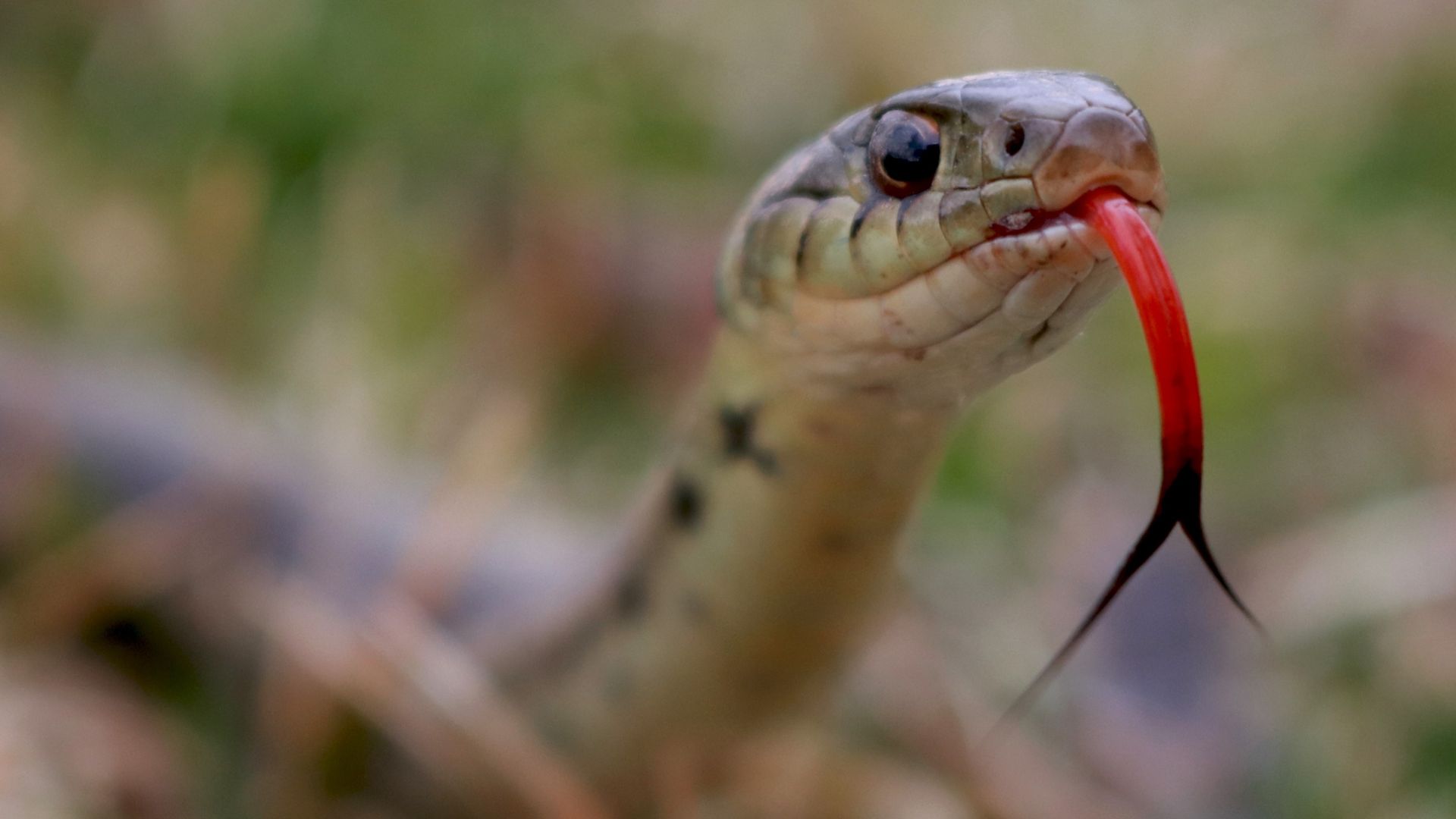 Wildlife Removal Richardson TX