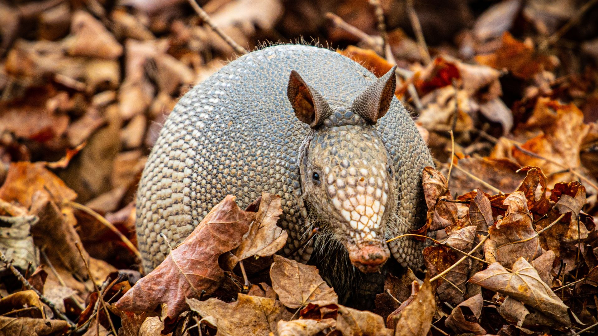 Wildlife Removal The Colony TX