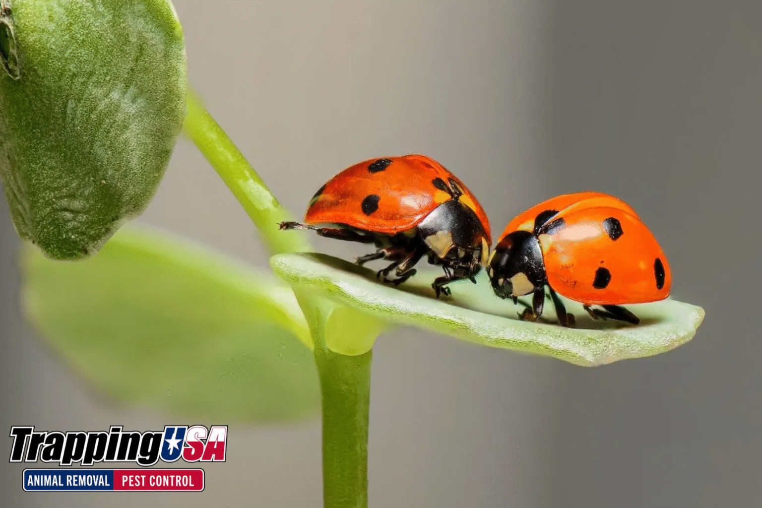 Pest Problems How to Spot a Pest Problem Before It Gets Worse