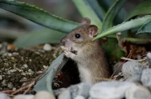 Mesquite TX rodent exterminator