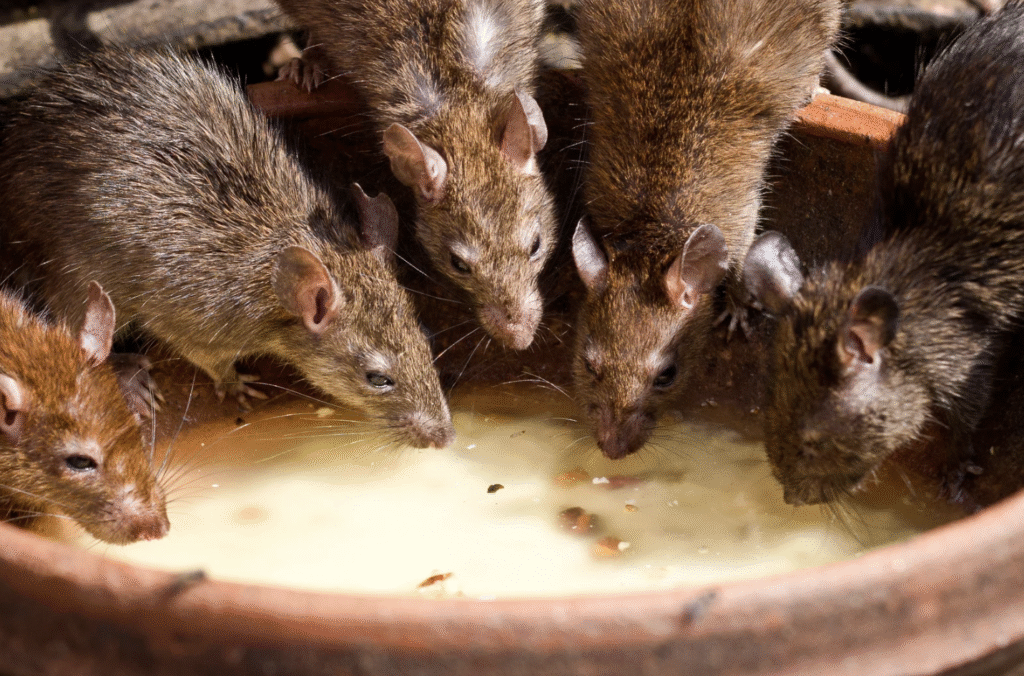 Richardson Rodent Contro