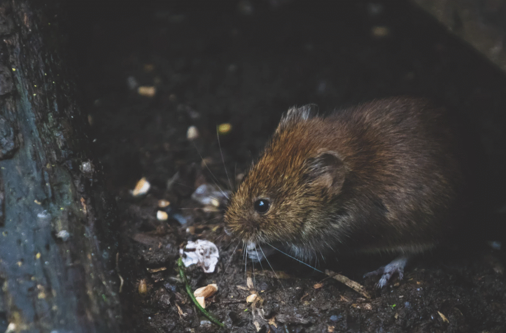 Rodent Control Richardson TX