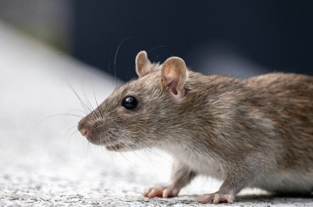 Rodent Control University Park TX