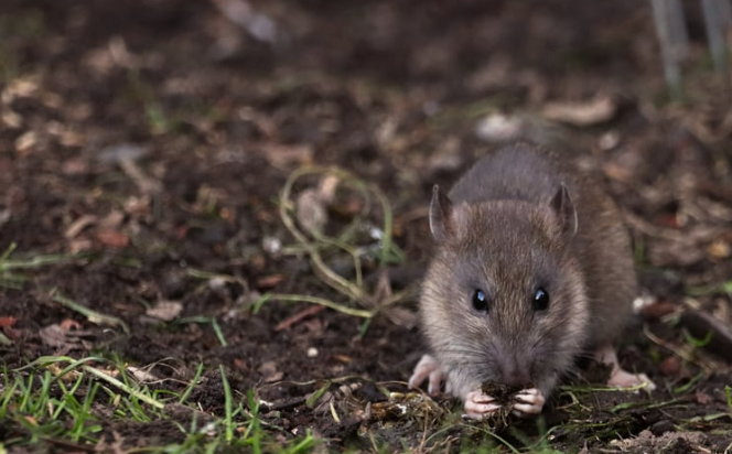 rodent control The Colony TX