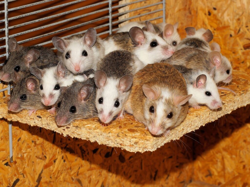 Garland rodent control