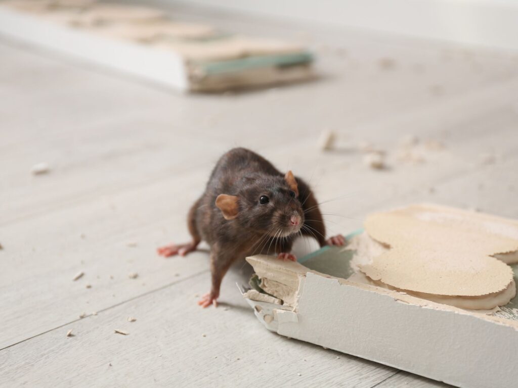 rodent control
