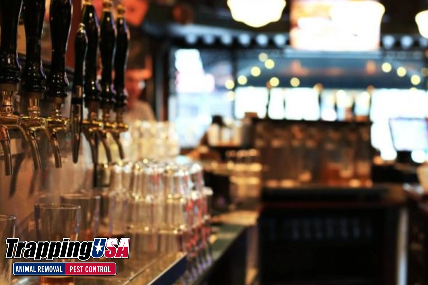 commercial pest control irving