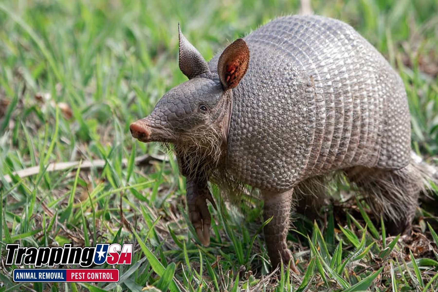 armadillo