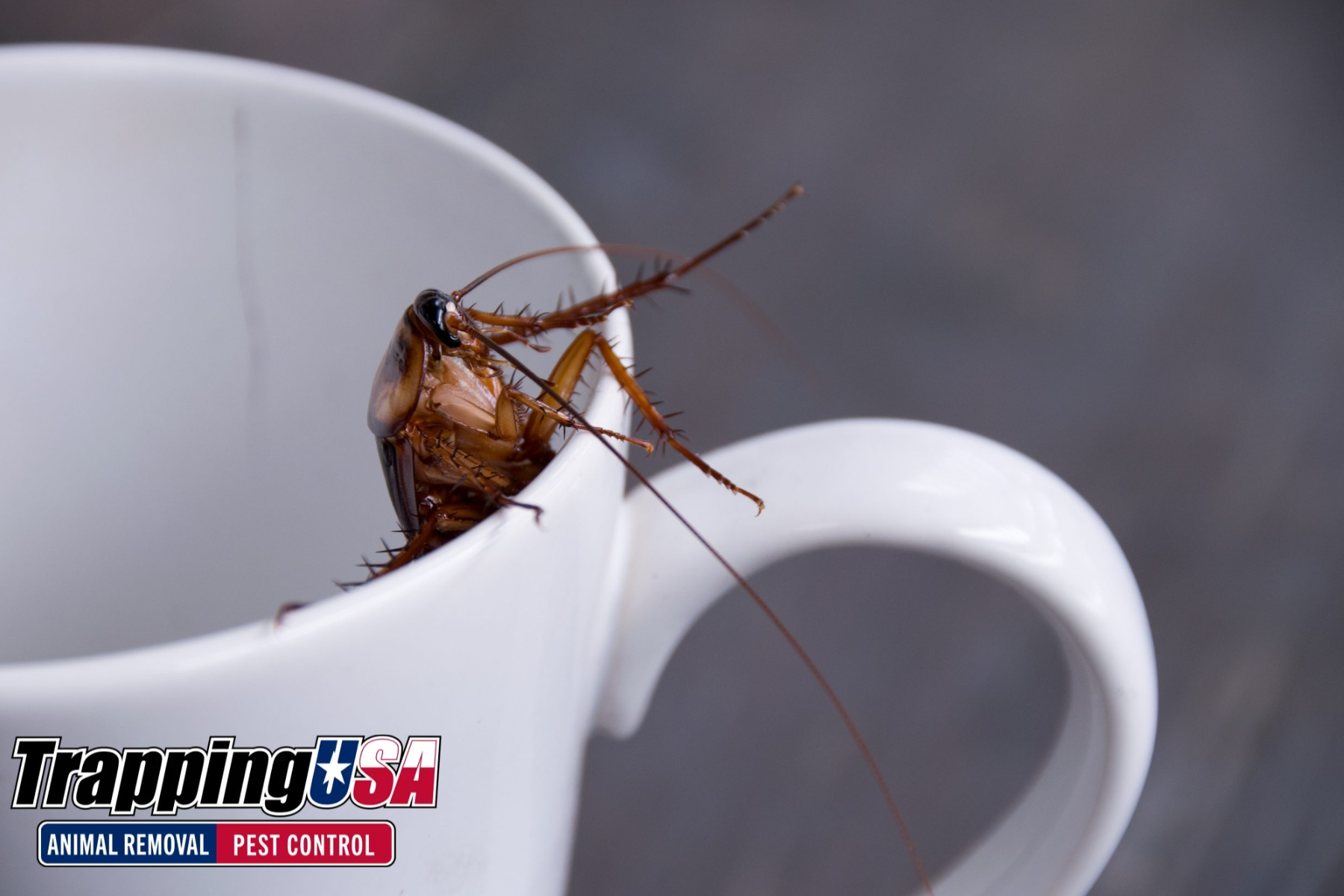 Brewing Success: How Professional Pest Control Keeps Coffee Shops Clean and Welcoming