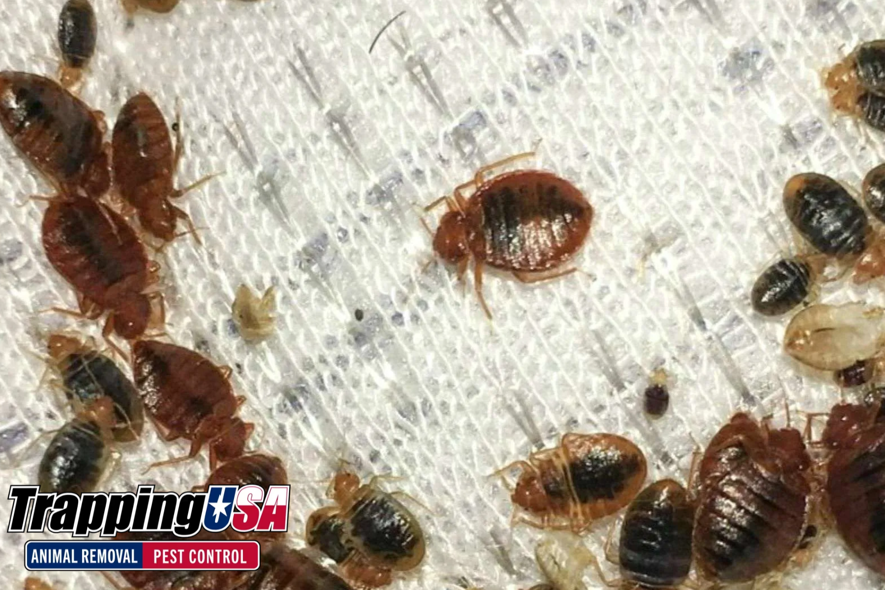 Commercial Pest Control for Hotels: Safeguarding Guest Comfort and Brand Trust