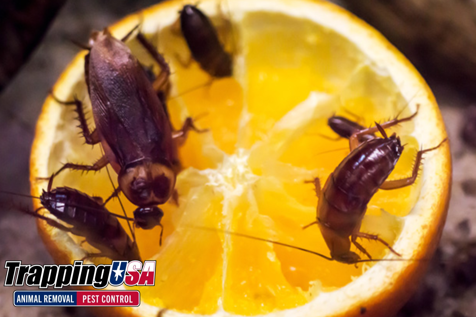 How Commercial Pest Control Protects Bars and Clubs from Health Code Violations