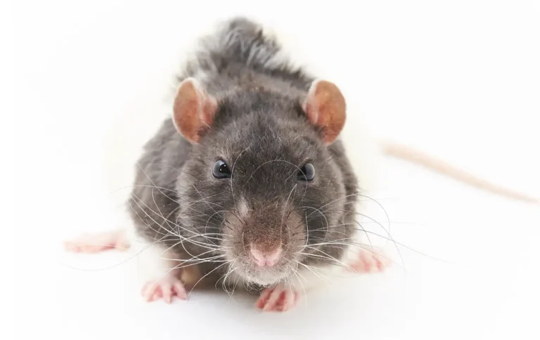 rodent control Rockwall TX