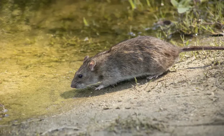 rodent control prosper TX