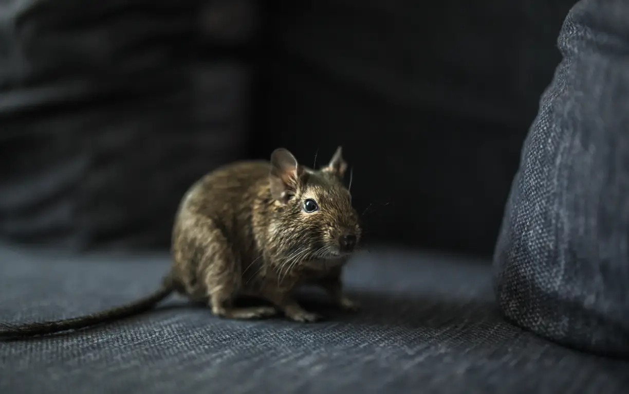 How Mice and Rats Exploit HVAC Systems in Winter