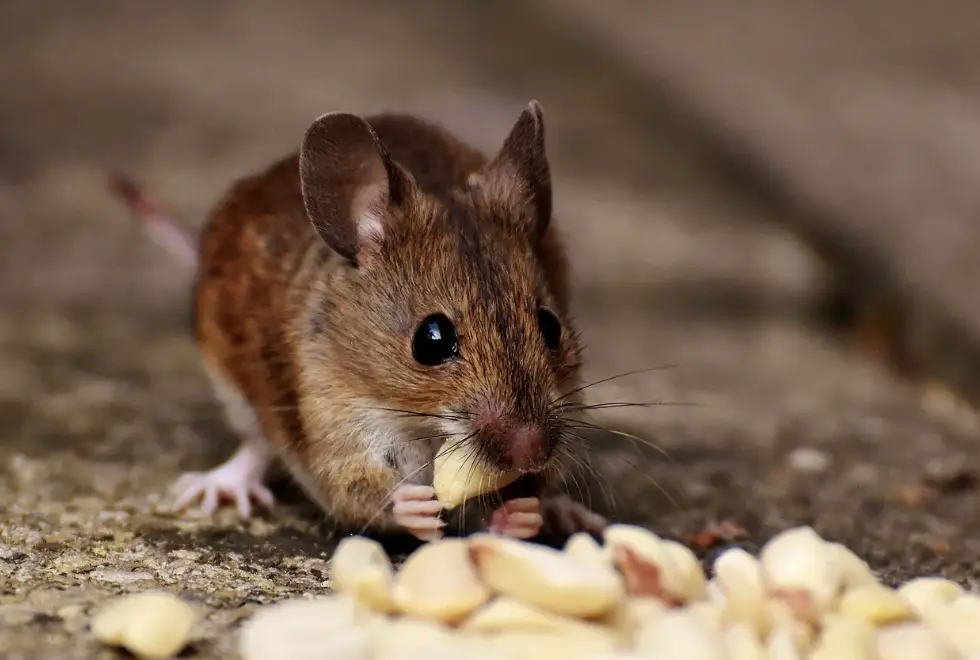 rodent exterminator prosper TX