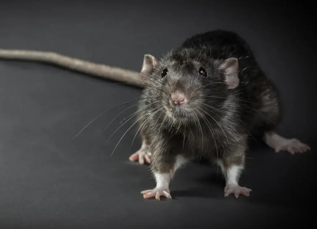 rodent removal Rockwall TX