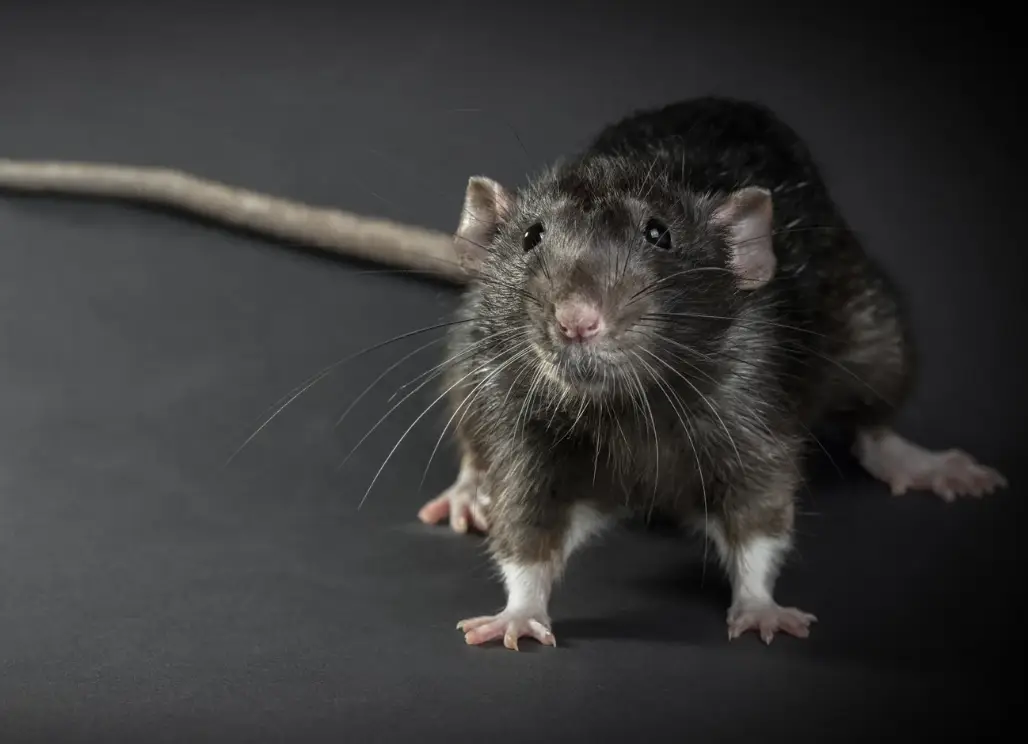 rodent removal Rockwall TX