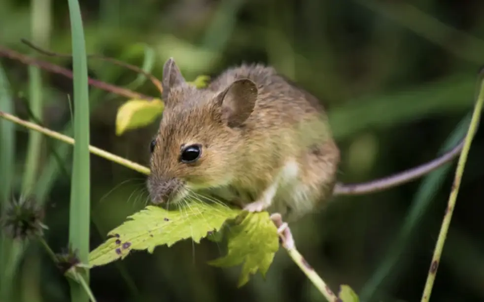 rodent removal lake dallas TX
