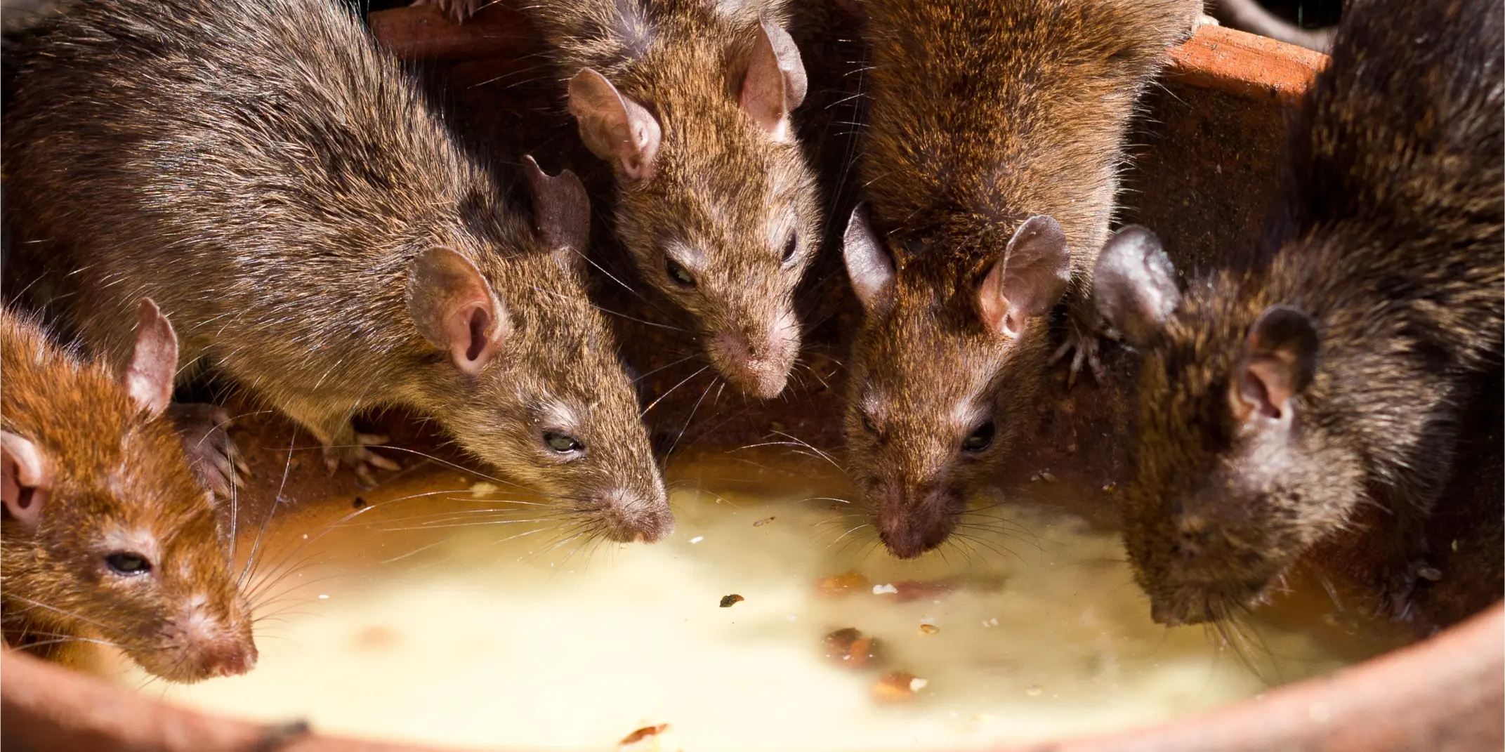 Why DIY Rodent Traps Often Fail