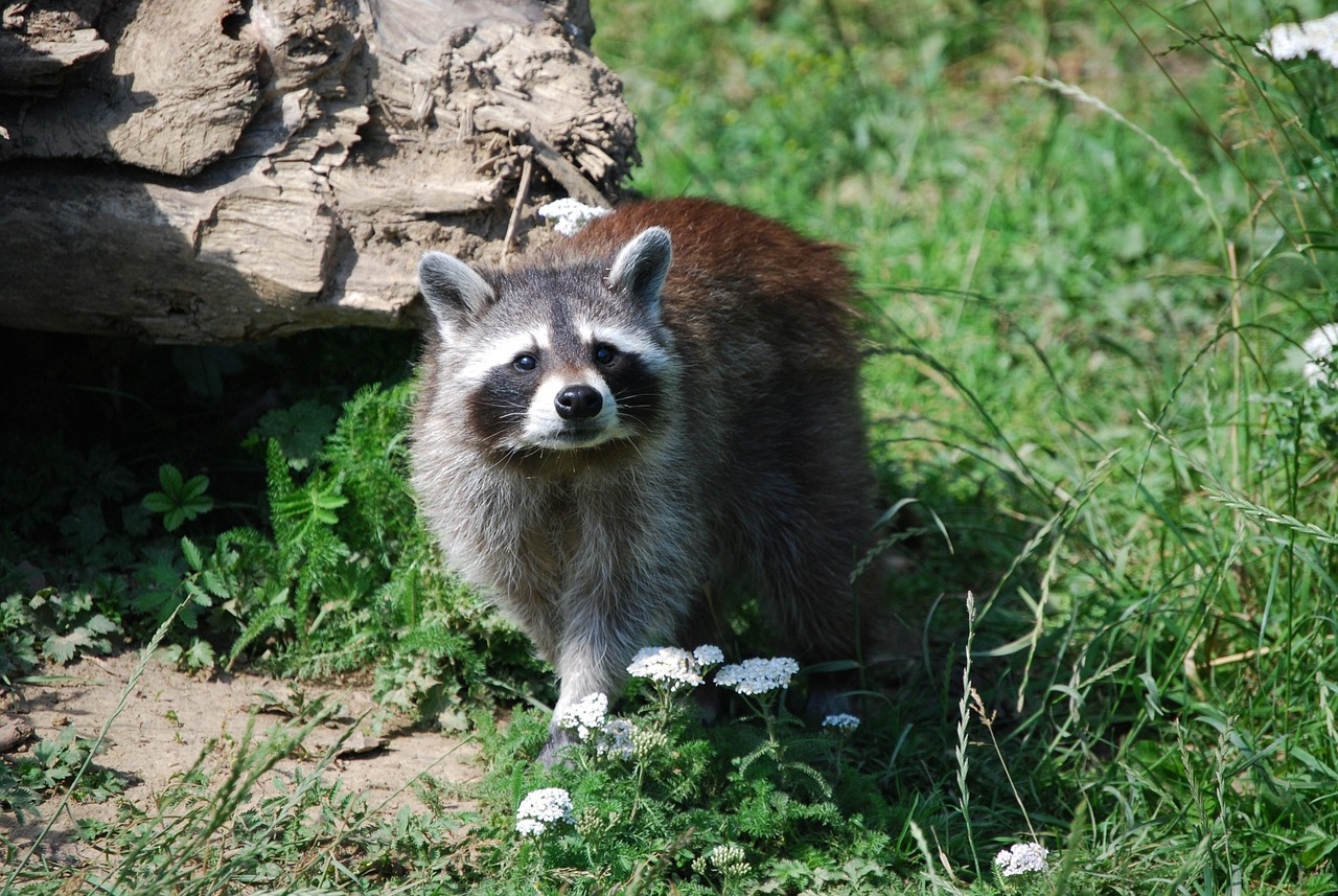 Preparing Your Property for Winter Raccoon Activity in Lewisville