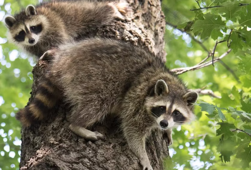 Five Signs You Need Professional Wildlife Removal in Your Dallas Home
