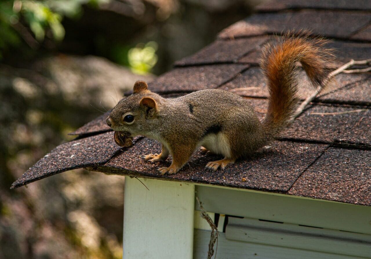 Why Professional Exclusion Beats DIY for Squirrel Intrusions