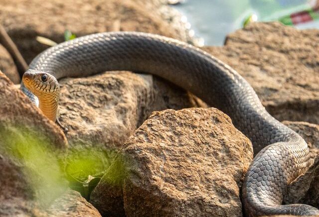 Why Snake Removal Matters During Hot Texas Summers
