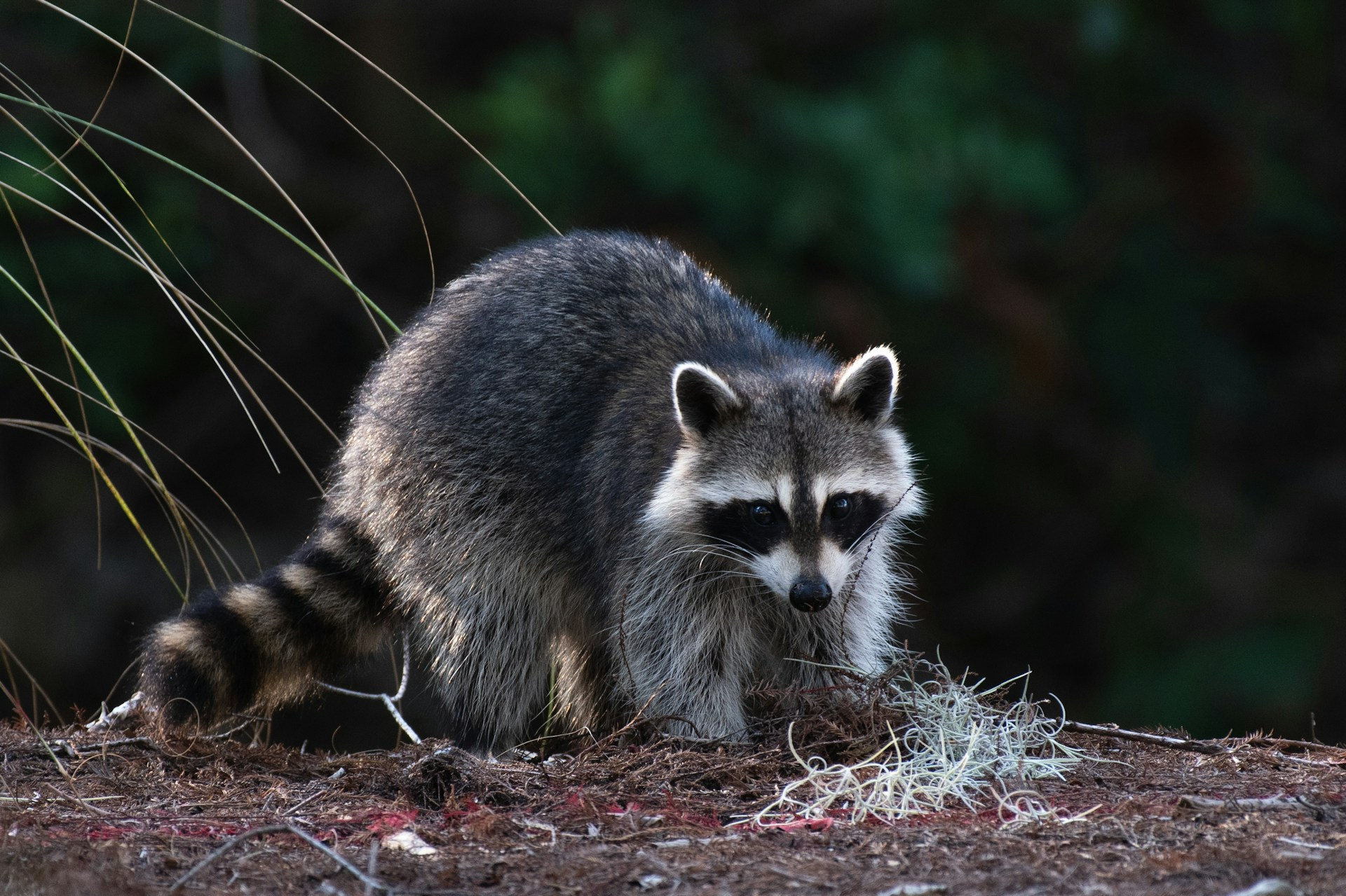 Why Raccoons Choose Attics As Summer Ends