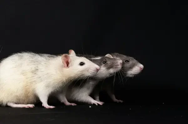 rodent removal Weston TX